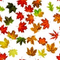 Maple leaf seamless pattern. Colorful maple foliage. Season leaves fall background. Autumn yellow red, orange leaf isolated on Royalty Free Stock Photo