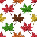 Maple leaf seamless pattern. Vector of a seamless maple leaf pattern. Hand drawn maple leaf Royalty Free Stock Photo