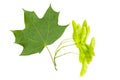 Maple leaf and seed isolate on white, green fruits and leaf of maple tree isolated on white Royalty Free Stock Photo