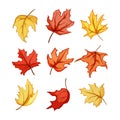 maple leaf set cartoon vector illustration