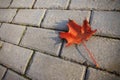 Maple leaf on sidewalk Royalty Free Stock Photo