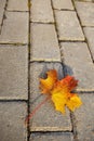 Maple leaf on sidewalk Royalty Free Stock Photo