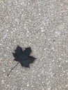 Maple leaf on sidewalk. Royalty Free Stock Photo