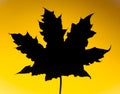 Maple leaf silhouette Royalty Free Stock Photo