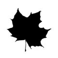 Maple leaf silhouette isolated on white background. Vector hand drawn icon autumn leaf. Vintage retro fall seasonal decor. Royalty Free Stock Photo
