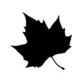 Maple Leaf Silhouette Royalty Free Stock Photo