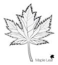 Maple Leaf Silhouette and Outline for your Design Royalty Free Stock Photo