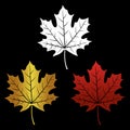 maple leaf silhouette vector tattoo art Royalty Free Stock Photo