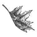 maple leaf sketch hand drawn vector Royalty Free Stock Photo