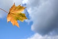 Maple leaf on a sky background. Autumn composition. One yellow leaf. Close up Royalty Free Stock Photo