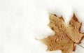 Maple leaf on snow