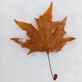 Maple Leaf on snow background Royalty Free Stock Photo