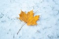 Maple leaf on snow Royalty Free Stock Photo