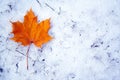 Maple leaf on snow Royalty Free Stock Photo
