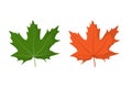 Maple leaf. Spring green and autumn orange. Isolated vector illustration on white background Royalty Free Stock Photo