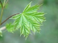 Maple leaf in spring Royalty Free Stock Photo