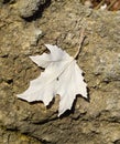 maple leaf on the stone. Spider near the leaf. Inverted maple le