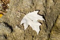 maple leaf on the stone. Spider near the leaf. Inverted maple le