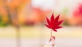 Maple leaf Royalty Free Stock Photo