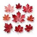 Maple leaf template PNG file, transparent background.