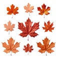 Maple leaf template PNG file, transparent background.