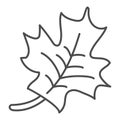 Maple leaf thin line icon. Canadian symbol vector illustration isolated on white. Tree foliage outline style design