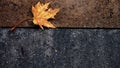 Maple leaf Royalty Free Stock Photo