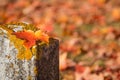 Maple leaf on tombstone in autumn cemetery Royalty Free Stock Photo