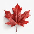 A maple leaf of a tree on white background - nature - earth - life Royalty Free Stock Photo