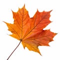 A maple leaf turning orange in autumn Royalty Free Stock Photo
