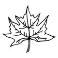 Maple leaf vector icon. Isolated illustration on a white background. Plant outline. Line art. Botanical sketch. Hand-drawn black Royalty Free Stock Photo