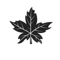 Maple leaf vector illustration. Autumn leaf picture