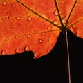 Maple leaf with water drops Royalty Free Stock Photo