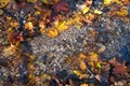 Maple leaf in water, floating autumn maple leaf. Colorful leaves in stream. Sunny autumn day. Autumn concept Royalty Free Stock Photo