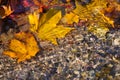 Maple leaf in water, floating autumn maple leaf. Colorful leaves in stream. Sunny autumn day. Autumn concept Royalty Free Stock Photo