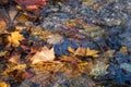 Maple leaf in water, floating autumn maple leaf. Colorful leaves in stream. Sunny autumn day. Autumn concept Royalty Free Stock Photo