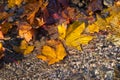 Maple leaf in water, floating autumn maple leaf. Colorful leaves in stream. Sunny autumn day. Autumn concept