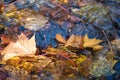 Maple leaf in water, floating autumn maple leaf. Colorful leaves in stream. Sunny autumn day. Autumn concept