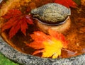 Maple leaf in water Royalty Free Stock Photo