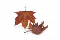 Red maple leaf as an autumn symbol Royalty Free Stock Photo