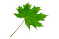 Maple leaf