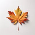 1 maple leaf on a white background, super realistic photo, contrasting colors,