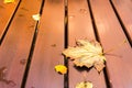 Maple Leaf Wooden Table Autumn Fall Nature Outdoors Peaceful Sea