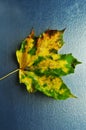 Maple Leaf. Yellowed maple leaf on a silvery background. Royalty Free Stock Photo