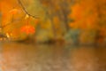 Maple leafe on defocused autumn park background