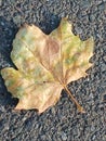 Maple leaffall leaf fall season autumn Royalty Free Stock Photo