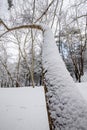 Maple leafless tree covered in snow after snowstorm in winter. Polar climate outdoor Royalty Free Stock Photo