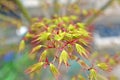 Maple leaflets Royalty Free Stock Photo