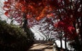 Maple leafs in Mount Yoshino