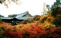 Maple leafs in Mount Yoshino